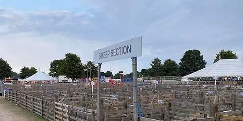 Oxford Downs at Driffield Show