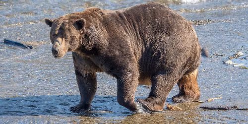 Parking Bear vs. Shark (17+)