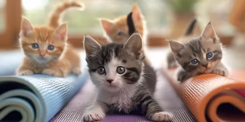 Kitten Yoga