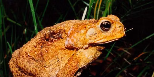 Reptiles & Amphibians: Invasive Invaders