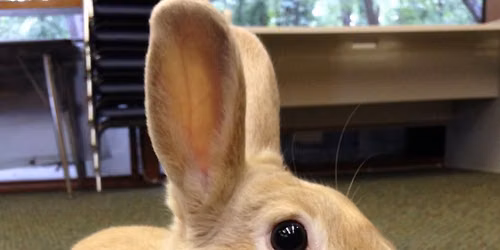 Adventures with Rabbits (2.5-4 yrs old)