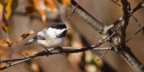 Mindfulness and Nature In Your Neighbourhood - Etobicoke