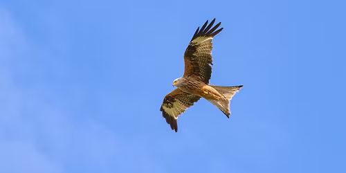 Family Night: Take Flight