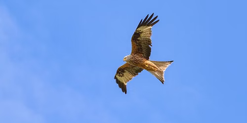 Family Night: Take Flight