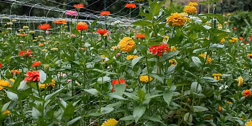 Plant. Eat. Repeat. at Stone Mountain Community Garden