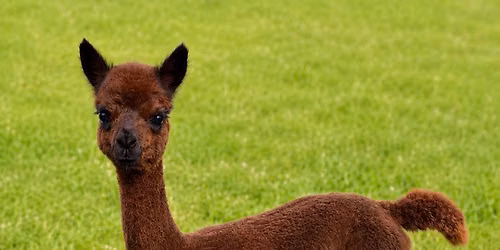National Alpaca Farm day
