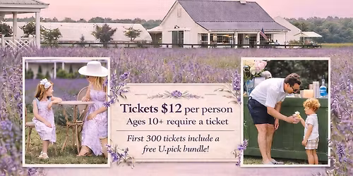 Lavender and Lambs Festival