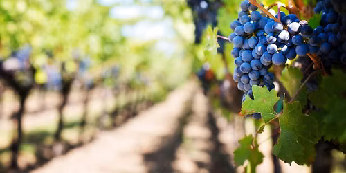 Yoga & Mimosas at Moore Family Vineyard