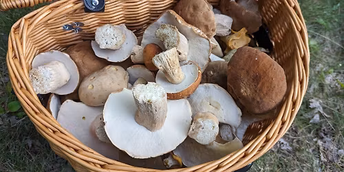 Intermediate Mushroom Hunting with Guest Expert Noah Siegel