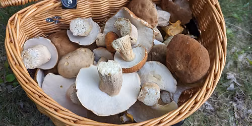 Intermediate Mushroom Hunting with Guest Expert Noah Siegel