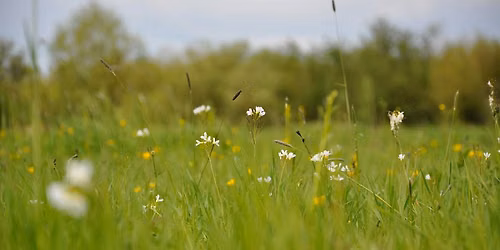 Vegetative Grass Identification