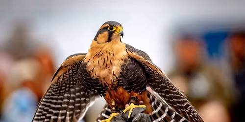 Birds of Prey Assembly! 