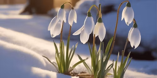 Imbolc (Candlemas) Awakening of Spring Workshop