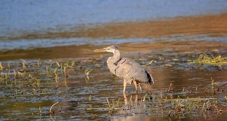 Get Outdoors! SRWG Nature Photography Workshop with Rod Reamy