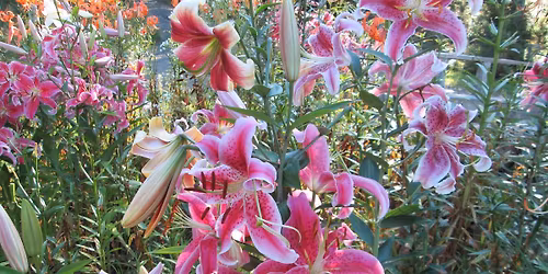 Bridgewater Garden Club ANNUAL PLANT SALE!!! CASH ONLY!! 