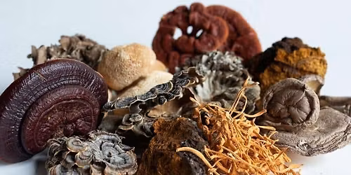 Mushroom Medicine Making Series