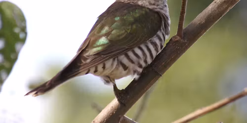Perry Lakes, Floreat - morning excursion