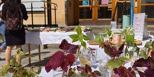 Stickling & Stickning