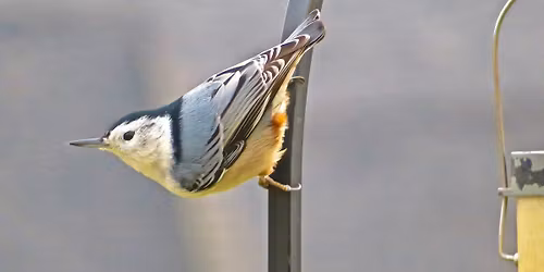 Winter Birds and Bird Feeders
