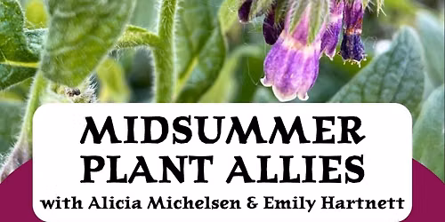 Midsummer Plant Allies