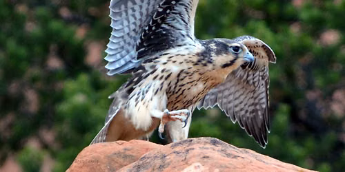 Falcons & Friends Bird Watch