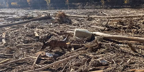 2026 K9 Disaster Response Workshop - Live Find & HRD