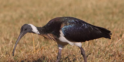 Baigup Wetlands - morning excursion