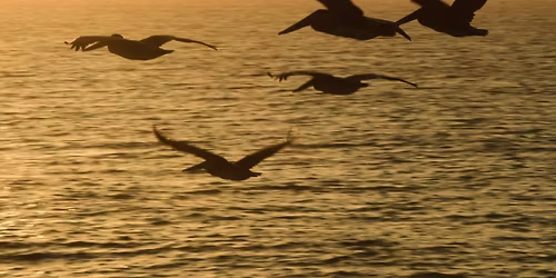 Navarre Beach Sessions