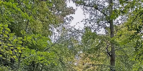 Gutsy Girls Event | Epping Forest - Guided Hikes and Wildlife Walks