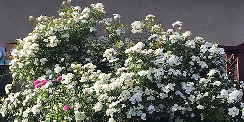 Landscape Design, Installation, and Maintenance in the Pikes Peak Region