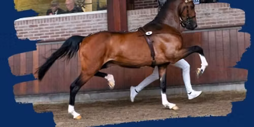 Hackney hengstenkeuring 2026