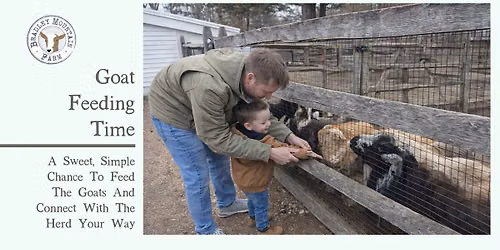 Goat Feeding Time