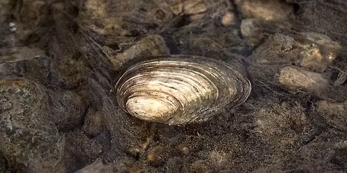 Freshwater Mussels: Open House 