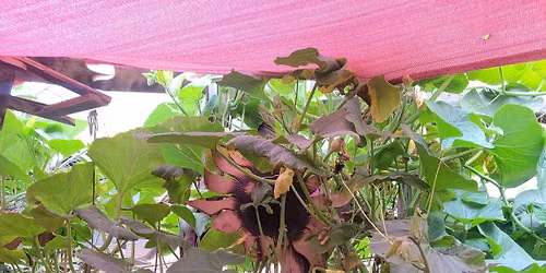 Garden Medicine