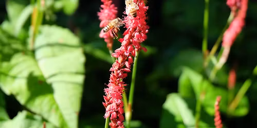 The garden is a \u2018pharmacy\u2019 - Guided Walk