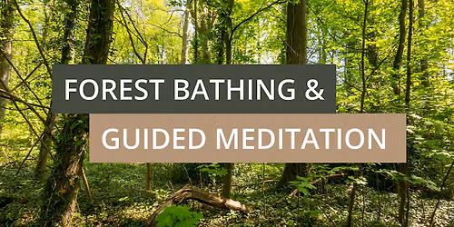 Forest Bathing & Guided Meditation