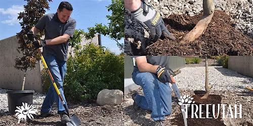 Caring for Utah Trees