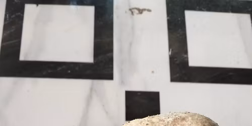 Sustainable Mushroom Cultivation Foundation: Fundamental Cultivation Techniques (Dec2025)