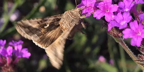 Nattfj\u00e4rilarnas v\u00e4rld!