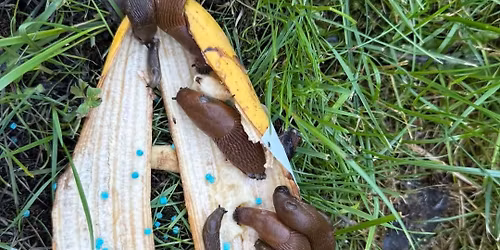 Hager\u00f8mlinger og brunsnegler