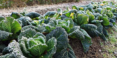 Growing Fall and Winter Vegetables with Portland Edible Gardens at Division