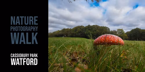Mushroom Photographic Walk in Whippendell Woods