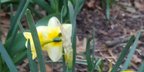 English speaking women circle