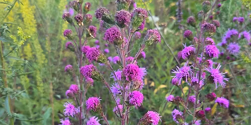 Native Plant Sale
