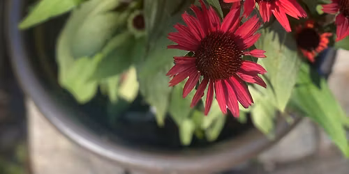 Hvordan h\u00e6nger neurodivergens, tilknytning og mistrivsel sammen?