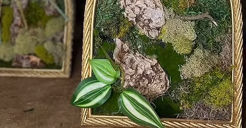 A Curated Moss Art Experience