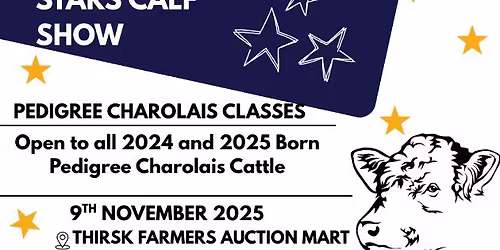Thirsk Rising Stars Pedigree Charolais Calf Show