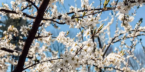 Free Self-Guided Spring Orchard Walk