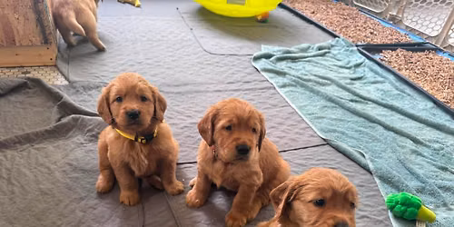 AKC Golden Retriever Puppy Snuggle