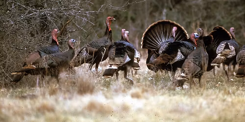 Reading with a Ranger _ Turkey Edition